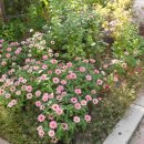 하일할머니 이미지