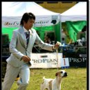 쇼독(Show dog) 이미지