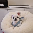 힐스 펫살롱 이미지