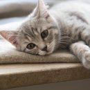 참누리동물병원 이미지