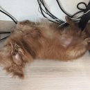 유니댕댕 이미지