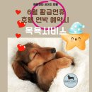 [공지] [후기] 강남애견호텔 ‘해피퍼피호텔’ 숙박만 하는 곳 아니에요! 매일 유치원생처럼 놀고, 케어...