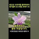 새신상 보라색꽃 블루하와이 향기홀릭 앙그레컴 초특가 외 #shorts 이미지