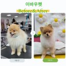 군자애견 이미지