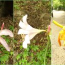 강천산 길 이미지