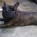 퍼피마마 이미지