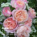 오브(Aube)