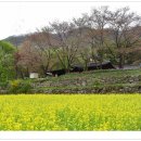 신안사로 이미지