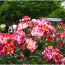 조선대학교 장미원 이미지