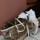 (주)견공 이미지