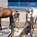 레이크밸리승마클럽 이미지