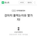 강아지 풀 먹는이유 이미지