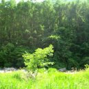 꿈꾸는유배지늡다리 이미지