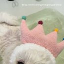 견공간샵 이미지