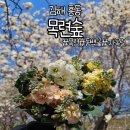 칠산서부동 행정복지센터 소회의실 | 김해 목련숲 24년 3월 20일 개화 상황,주차 팁 후기