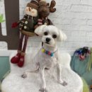 똘이랑쩡아 애견미용 이미지