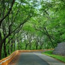 청량산 임도1 이미지