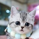 강남 고양이 분양 캣프렌즈 이미지