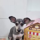 슈나애견미용 이미지