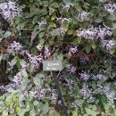 허브빌리지(Herb village) 이미지