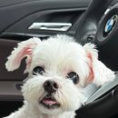 보성엔진 | 2025 BMW X1 3세대(U11) 1년 주행 후기, 장거리 연비 17km와 2열 승차감 솔직 평가