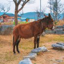 인량전통테마마을 이미지