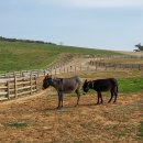 염소꿈농원 이미지