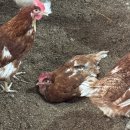 횃대둥우리 이미지