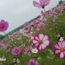 워커힐7080라이브 Daum카페