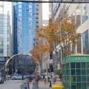 40계단 칠엽수거리 이미지