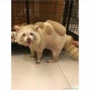 댕댕이 컷 이미지