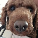 멍그린 | 밤리단길 수족관 카페 체인지그린_바치케, 생망고쥬스, 반려견 동반😭