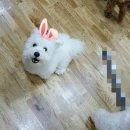 파우 동물병원 이미지