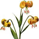 Vintage Flower Illustrations Set 이미지