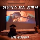 왕궁농업협동조합(하나로마트) | [남해 애견풀빌라 추천] 파레사 풀빌라 후기 (수영장·넷플릭스 펫캉스)