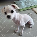 댕댕이미용 | 🐶 평택 애견미용실 “동그리아” – 탄산 나노 스파까지 완벽했던 댕댕이 미용 후기