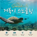 거북이여행사 | 하와이 선셋 거북이 스노클링 후기｜오아후 터틀 스노클링 추천