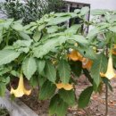 나팔경로당 이미지