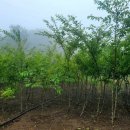 제주 신례리 왕벚나무 자생지 이미지