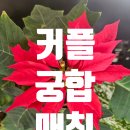 애플결혼정보 | 대구결혼정보회사 애플결혼정보 커플궁합매칭