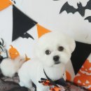 솔펫살롱 이미지