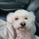 몽보드레 이미지