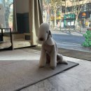 븜프그루밍 이미지