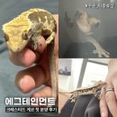 월드컵시범 공중화장실 | 수원 파충류샵 교감하고 도마뱀 분양 받기 | 에그테인먼트 #크레 #트익할