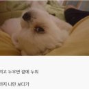 개바라기 이미지