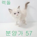 여우 닮은 냥냥씨+ 이미지