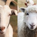 염소왕국 이미지