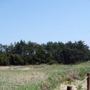 몽산포파인 이미지