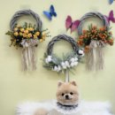 이쁘개 이쁘개 이미지