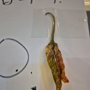 행복한집밥 뷔페 이미지